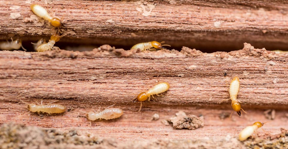 What Are Termites? - Protex Lawn And Pest Control