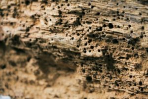 Termite Treatment Orlando Florida