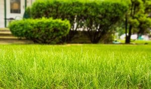 Find the best lawn pest control in Orlando