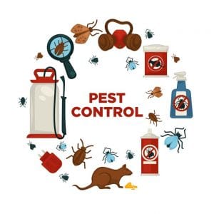 When to Hire A Pest Control Company?