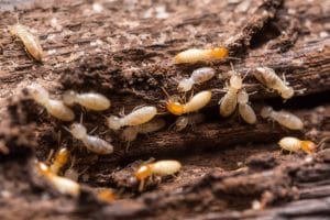 6 Ways to End Termites – Termite Treatment in Orlando