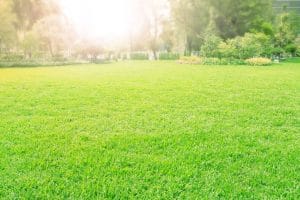 3 Tips – Lawn Fertilizer Companies in Orlando