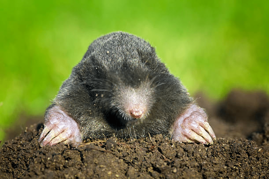 moles