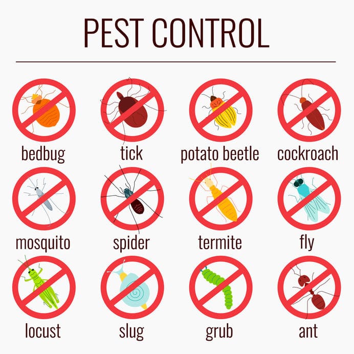 4 Tips – Choose The Best Pest Control Companies in Orlando