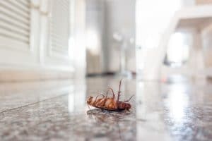 Why Hire a Pest Control Company in Orlando