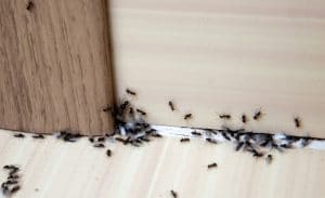 DIY Pest Control in Orlando