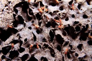 Professional Pest Control Company: 6 Reasons