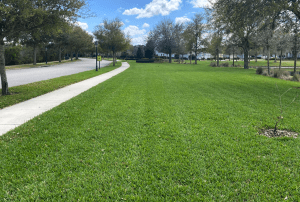 5 Tips for the Best Lawn in Orlando