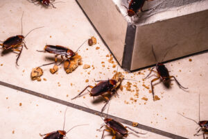 When to contact a Pest Control Orlando FL?