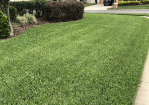 How to get rid of lawn pests in Orlando?