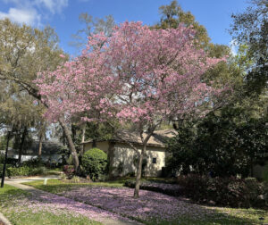 Oviedo Lawn Services