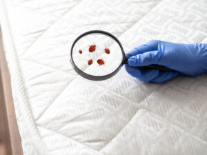 Dealing with Bed Bugs: From Trusted Exterminator in Oviedo FL