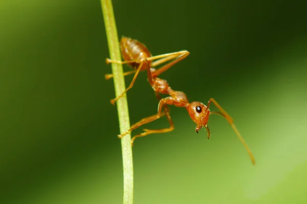 Fire Ant Control in Orange County: What Homeowners Need to Know