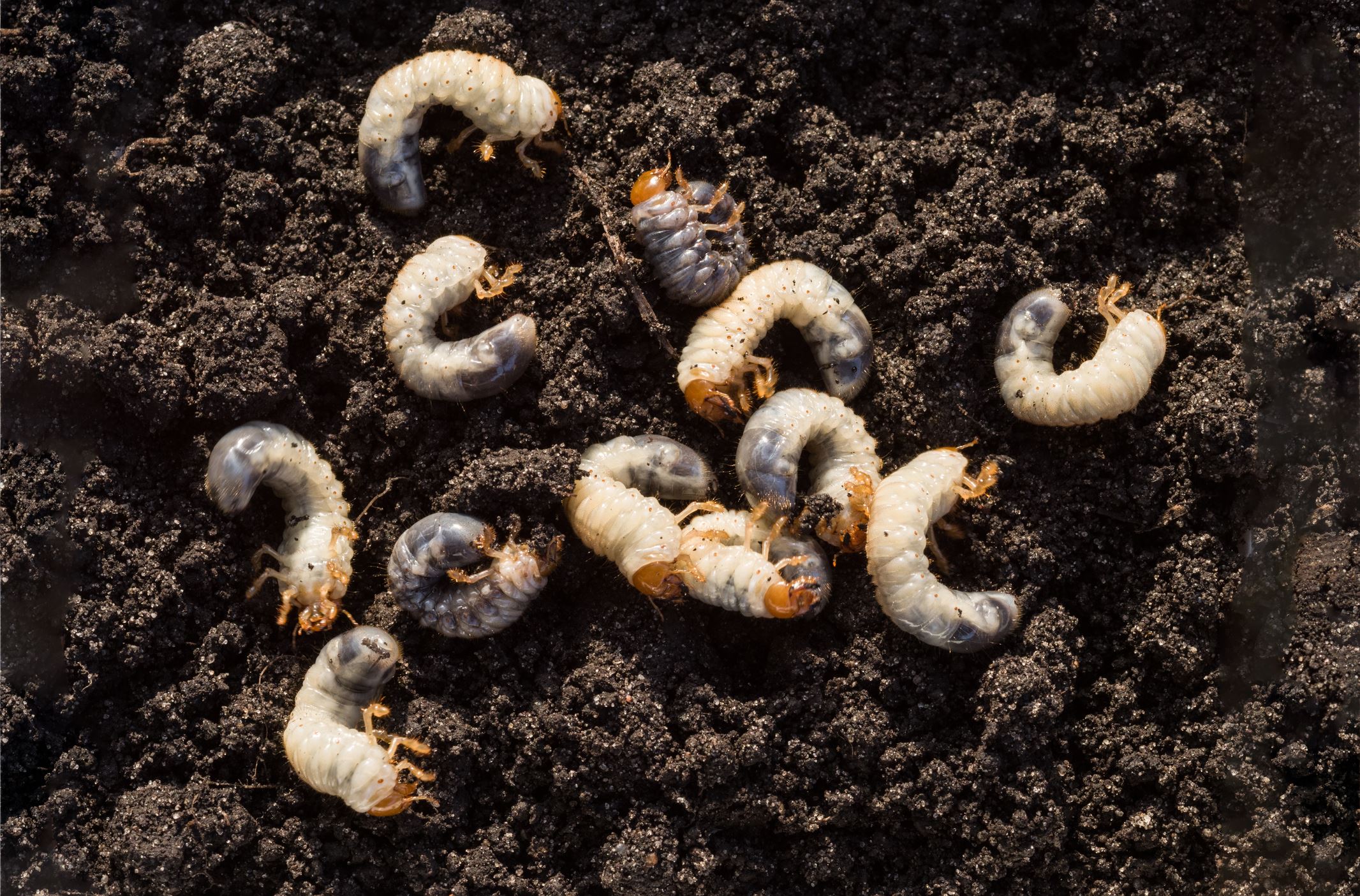 How to Identify and Treat Grub Worms in Minneola