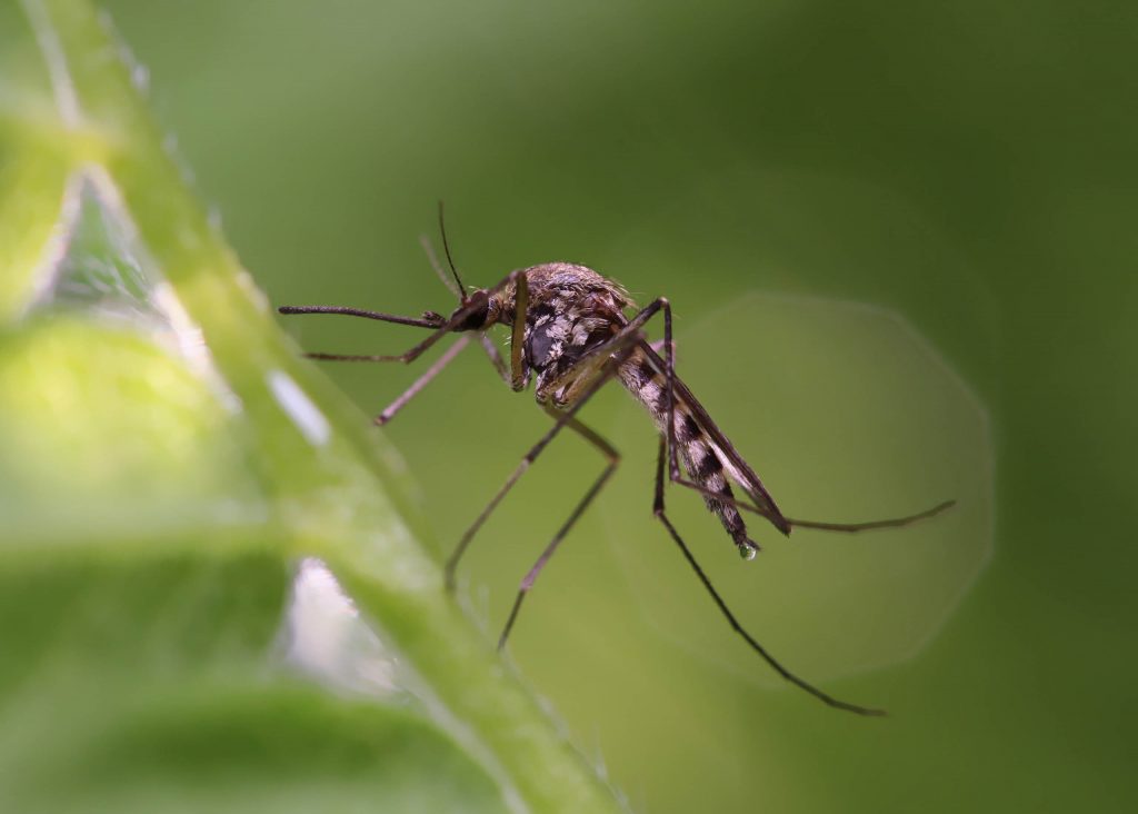 How to Get Rid of Mosquitoes in Your Minneola Yard