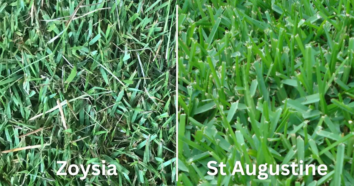 Top Grass Types for Florida Lawns: What Works Best in Zellwood?