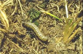 How To Deal With Sod Webworms in Winter Park, FL